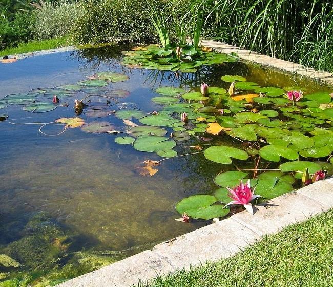 Artificial pond in the shape of a square with pink water lilies