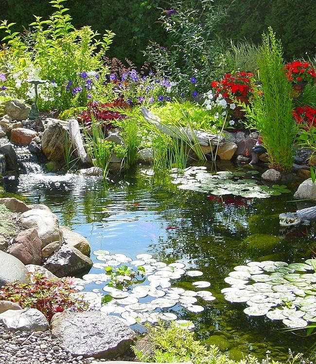 Bright flowers on the banks of the reservoir