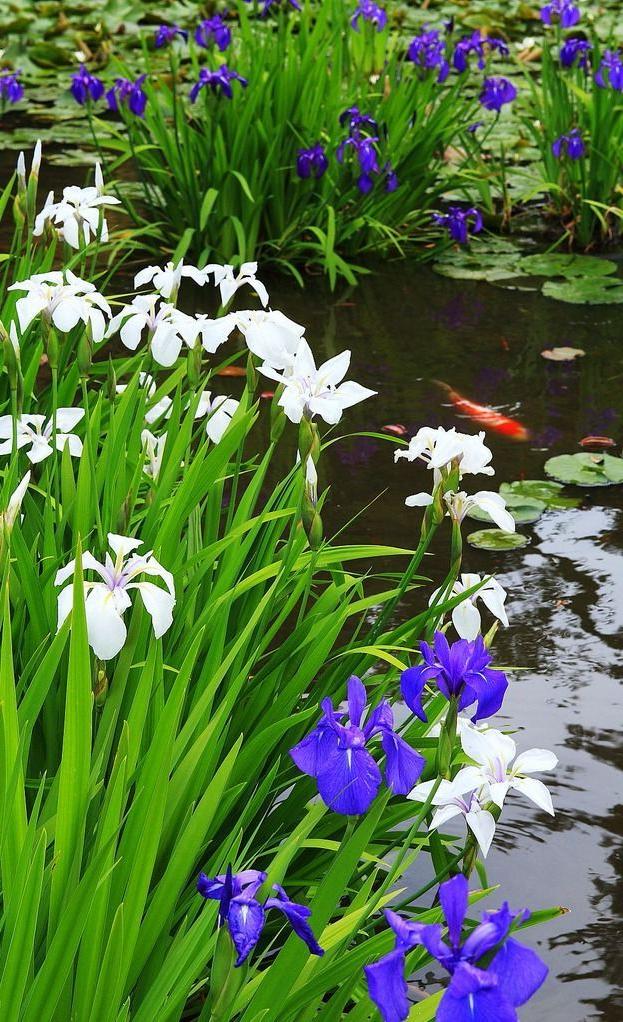 Irises on the banks of an artificial reservoir