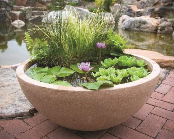 Pot with aquatic plants inside